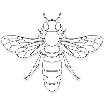 Vector illustration of honey bee on white background. Coloring image Stock Illustration