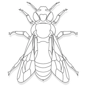 Vector illustration of honey bee on white background. Coloring image Stock Illustration