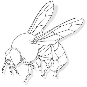 Vector illustration of honey bee on white background. Coloring image Stock Illustration