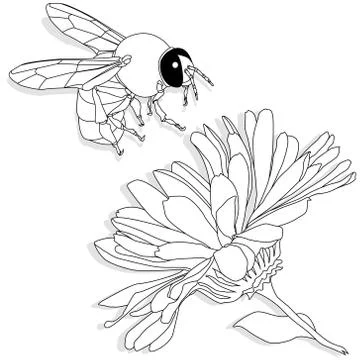 Vector illustration of honey bee on white background. Coloring image Stock Illustration