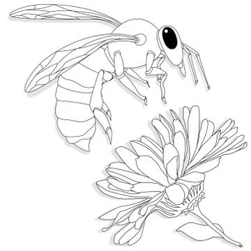 Vector illustration of honey bee on white background. Coloring image Stock Illustration