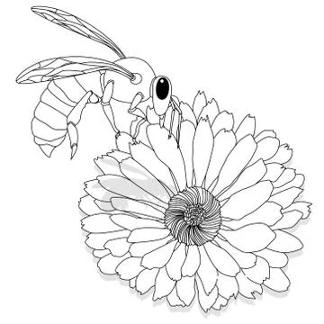 Vector illustration of honey bee on white background. Coloring image Stock Illustration