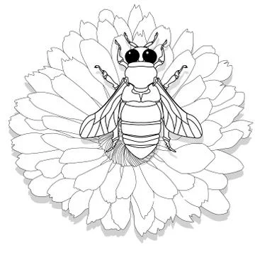 Vector illustration of honey bee on white background. Coloring image Stock Illustration