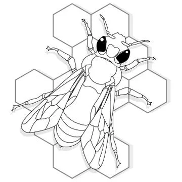Vector illustration of honey bee on white background. Coloring image Stock Illustration