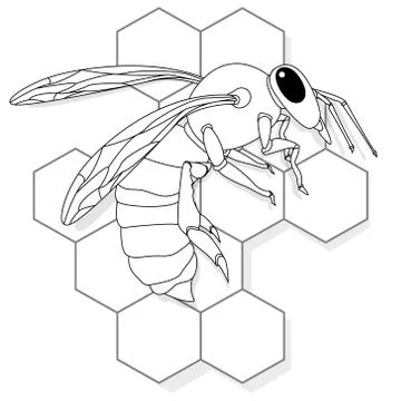 Vector illustration of honey bee on white background. Coloring image Stock Illustration