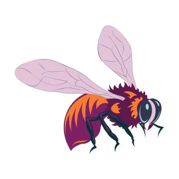 Vector illustration of honey bee on white background Stock Illustration