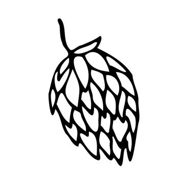 Vector illustration of hops in doodle style Stock Illustration