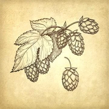 Vector illustration of hops Stock Illustration