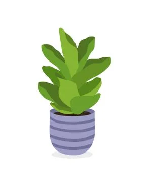 Vector illustration of house plant . Ficus lyrata Bambino Stock Illustration