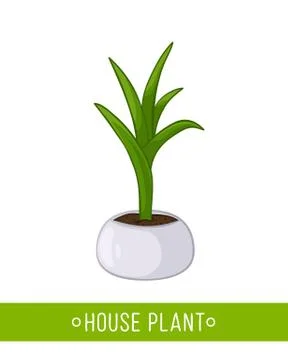 Vector illustration of house plant in pot on white background Stock Illustration
