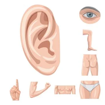 Vector illustration of human and part icon. Collection of human and woman stock Stock Illustration