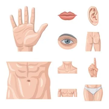 Vector illustration of human and part symbol. Set of human and woman stock Stock-Illustration