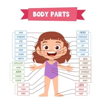 Vector Illustration Of Human Body Stock-Illustration