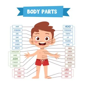 Vector Illustration Of Human Body Stock-Illustration