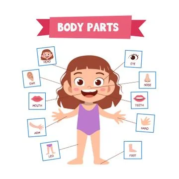 Vector Illustration Of Human Body Ilustración de archivo