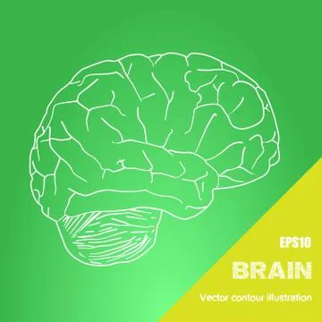 Vector illustration of human brain Stock Illustration