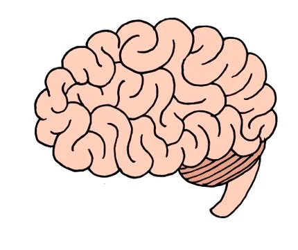 Vector illustration of a human brain seen in profile Stock Illustration
