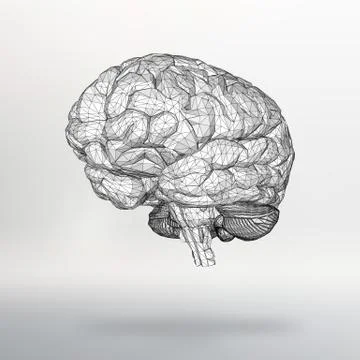 Vector illustration human brain. The structural grid of polygons. Abstract Illustrazione stock