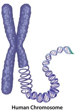 Vector Illustration of a Human Chromosome Uncoiling into a DNA Double Helix イラスト素材