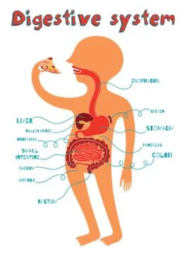 Vector illustration of human digestive system for kids Stock Illustration