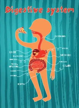 Vector illustration of human digestive system for kids Stock Illustration