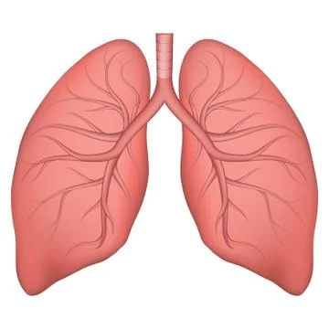 Vector illustration of human lung structure. Realistic drawing for anotomy bi Stock Illustration