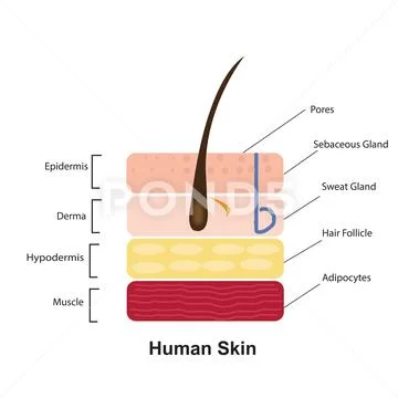 Vector Illustration Of Human Skin Anatomy ~ Clip Art #251130291