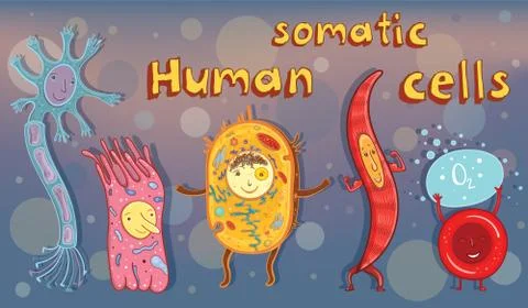 Vector illustration of human somatic cells Stock Illustration