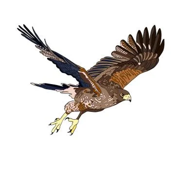 Vector illustration, an image of a flying hawk. Black line, black and white a Stock Illustration