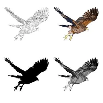 Vector illustration, an image of a flying hawk. Black line, black and white a Stock Illustration