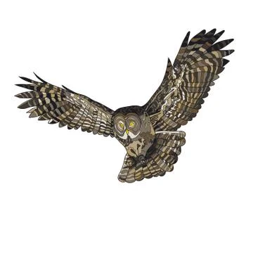 Vector illustration, an image of a flying owl. Color illustration. Stock Illustration