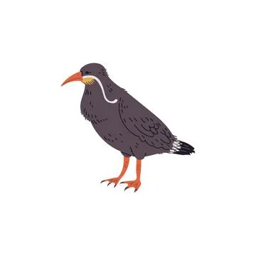 Vector illustration of an inca tern, unique bird with a long white mustache Stock Illustration
