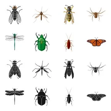 Vector illustration of insect and fly logo. Collection of insect and element Stock Illustration