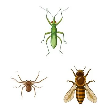 Vector illustration of insect and fly symbol. Set of insect and element stock Stock Illustration