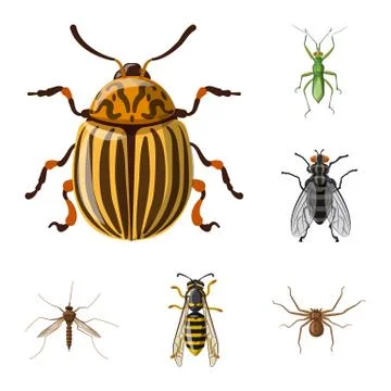 Vector illustration of insect and fly symbol. Collection of insect and element Illustrazione stock