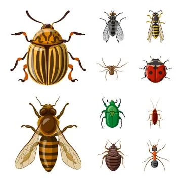 Vector illustration of insect and fly icon. Set of insect and element stock Stock Illustration