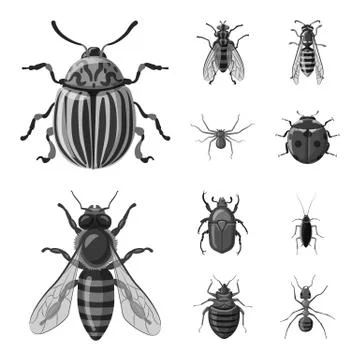 Vector illustration of insect and fly logo. Collection of insect and element Stock Illustration