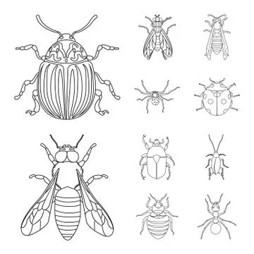 Vector illustration of insect and fly icon. Set of insect and element vector Stock Illustration