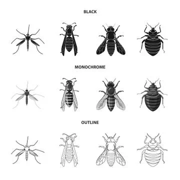 Vector illustration of insect and fly sign. Collection of insect and element Stock Illustration