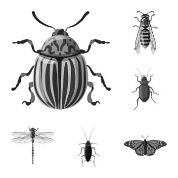 Vector illustration of insect and fly sign. Collection of insect and element Stock Illustration
