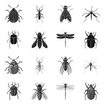 Vector illustration of insect and fly symbol. Collection of insect and element Stock-Illustration