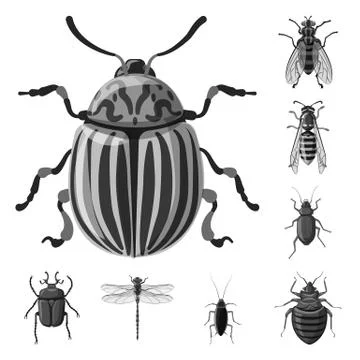 Vector illustration of insect and fly sign. Set of insect and element stock Illustrazione stock