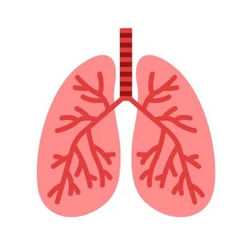 Vector illustration of isolated lungs Stock Illustration