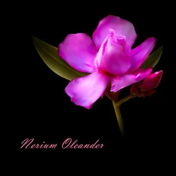 Vector illustration of isolated nerium oleander pink flower Stock Illustration