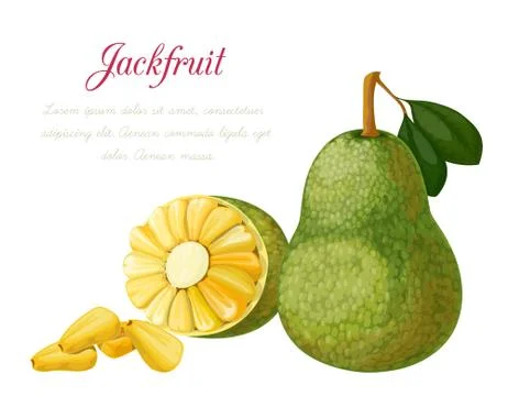 Vector illustration of a jack fruit Stock Illustration
