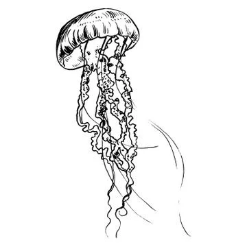 Vector illustration jellyfish. Painted by hand Stock Illustration