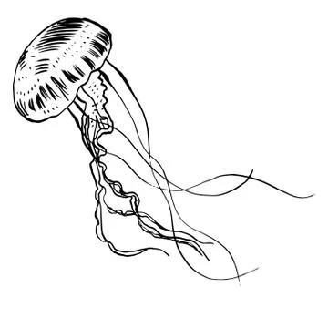 Vector illustration jellyfish. Painted by hand Stock Illustration
