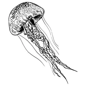 Vector illustration jellyfish. Painted by hand Stock Illustration