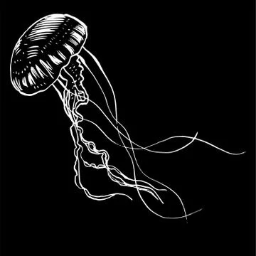 Vector illustration jellyfish. Painted by hand Illustrazione stock