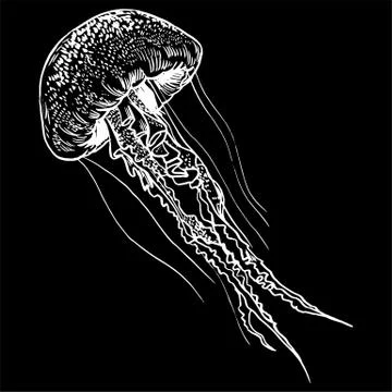 Vector illustration jellyfish. Painted by hand Stock Illustration